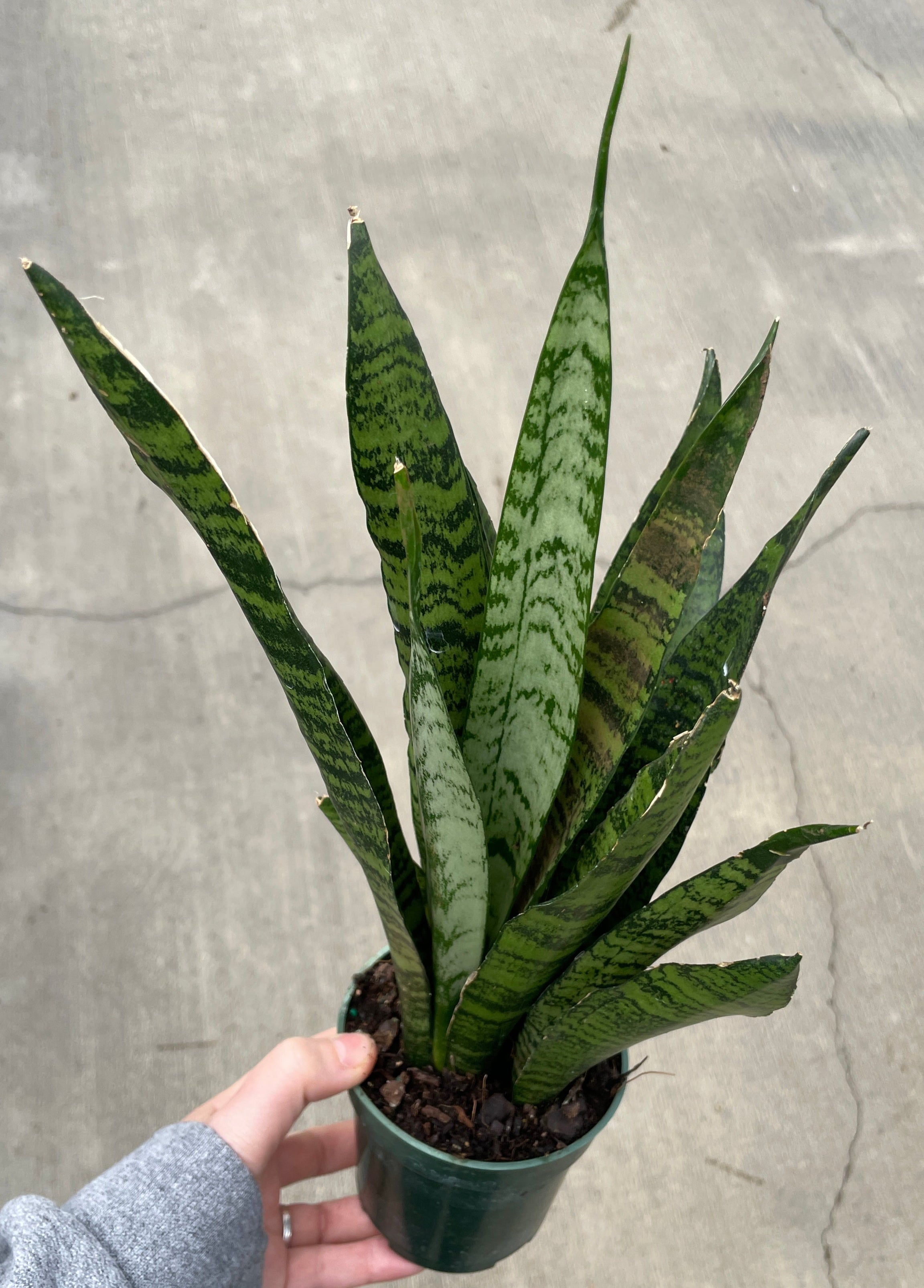 Snake Plant, Zeylanica