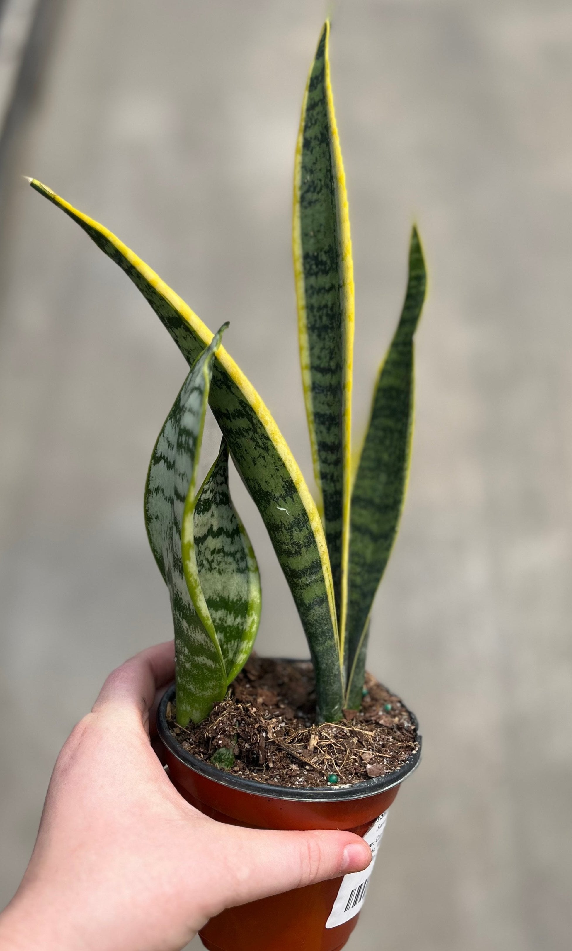 Snake Plant, Laurentii