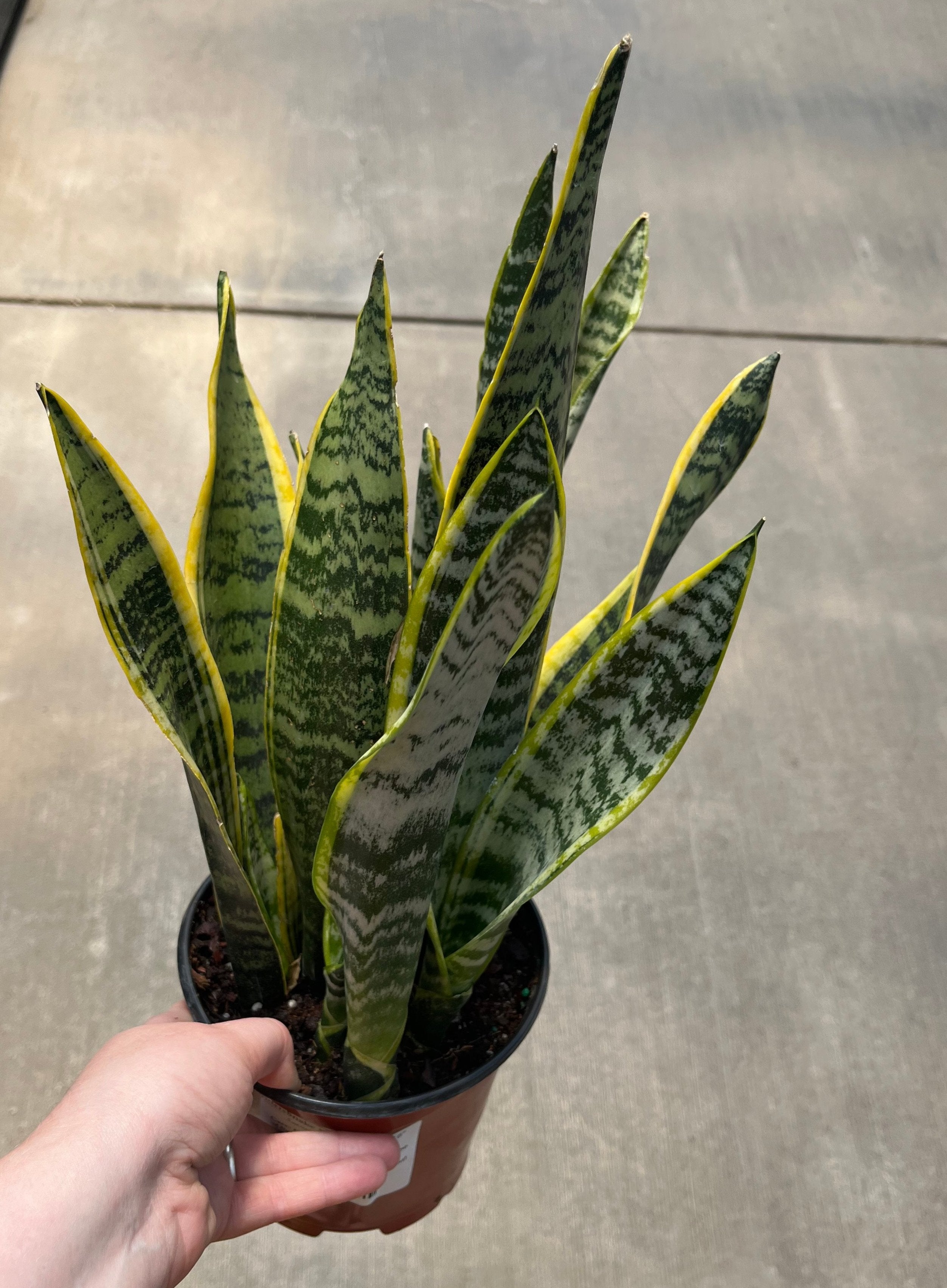 Snake Plant, Laurentii