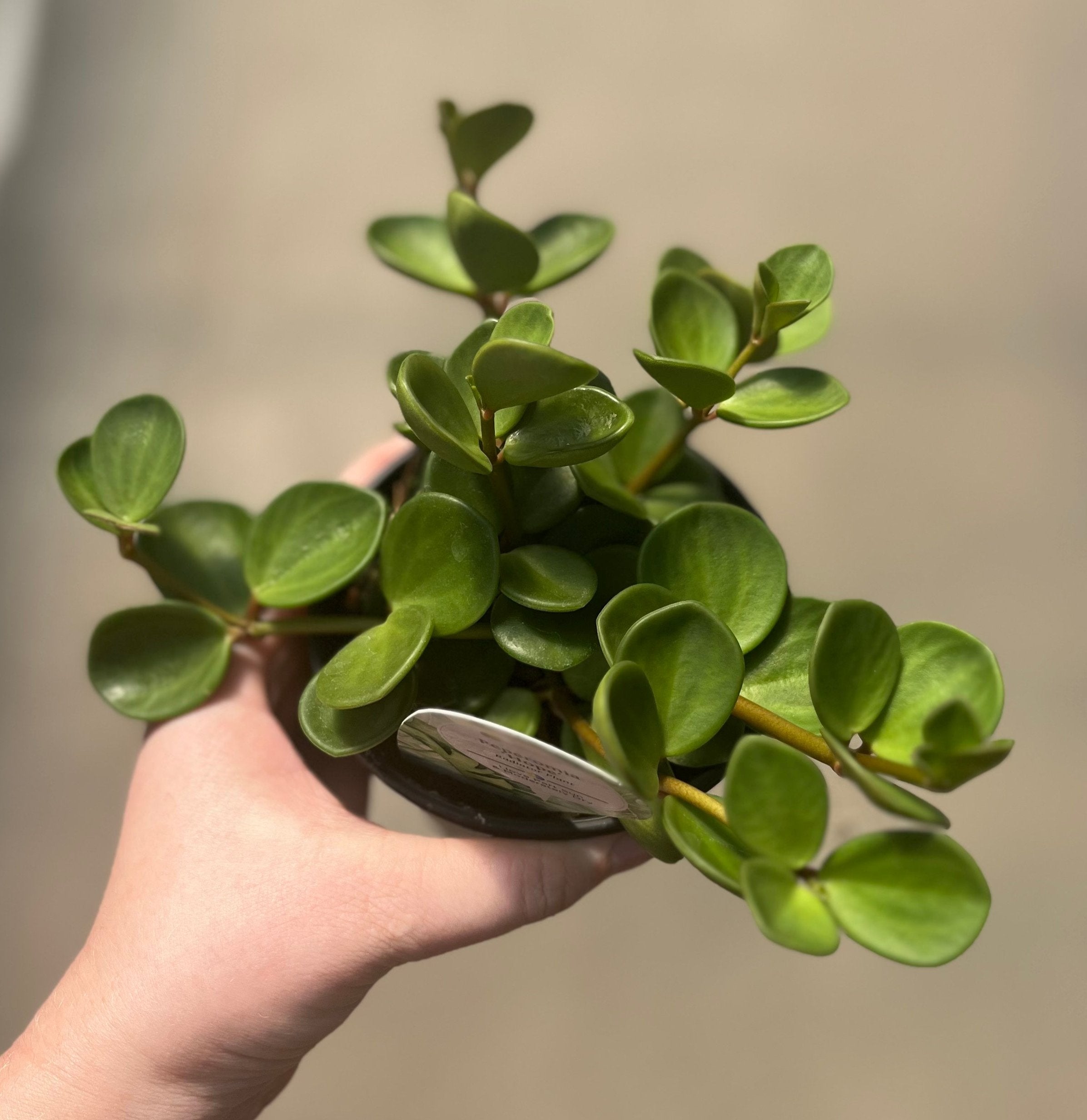 Peperomia, Hope