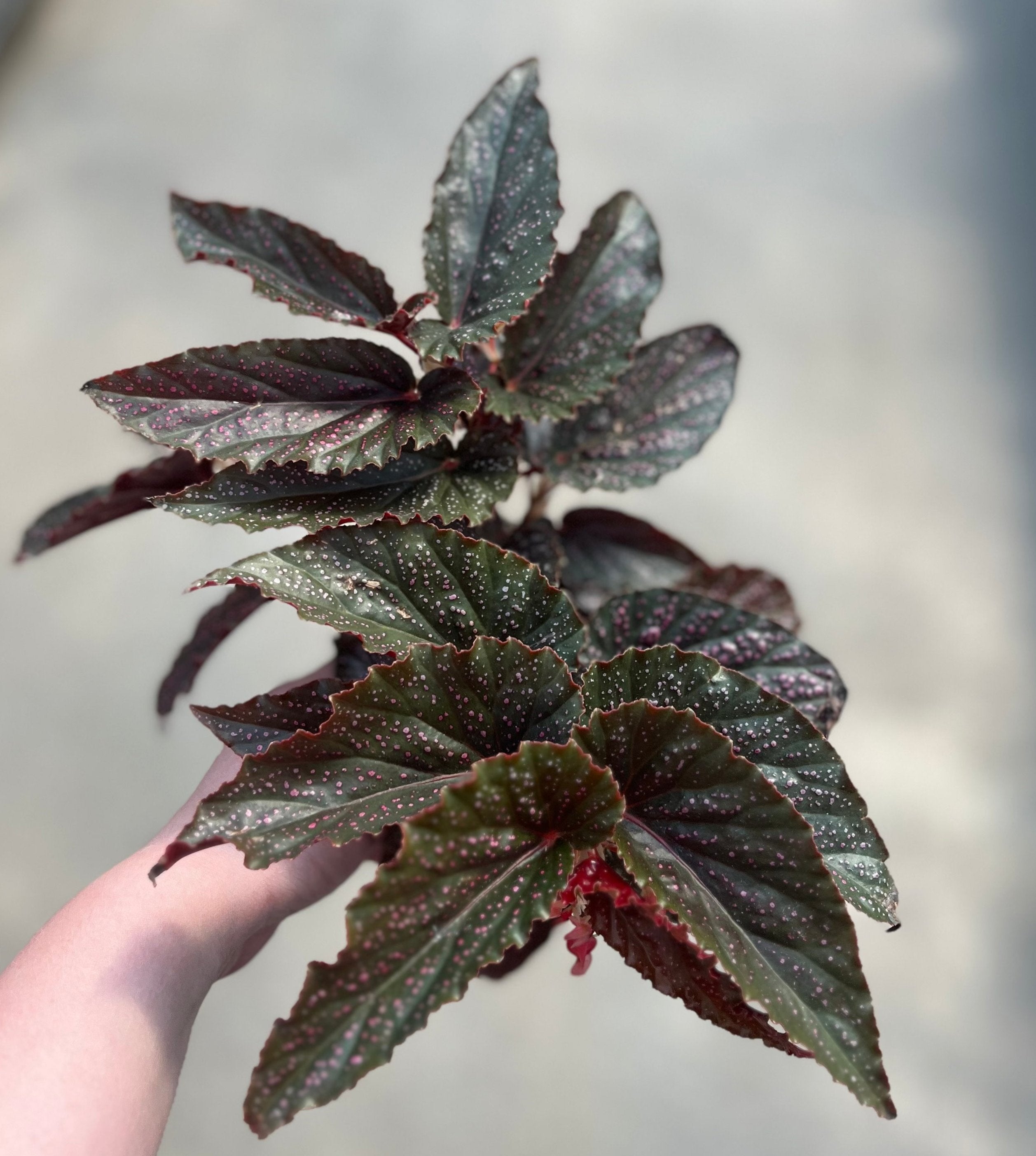 Begonia, Pink Spot