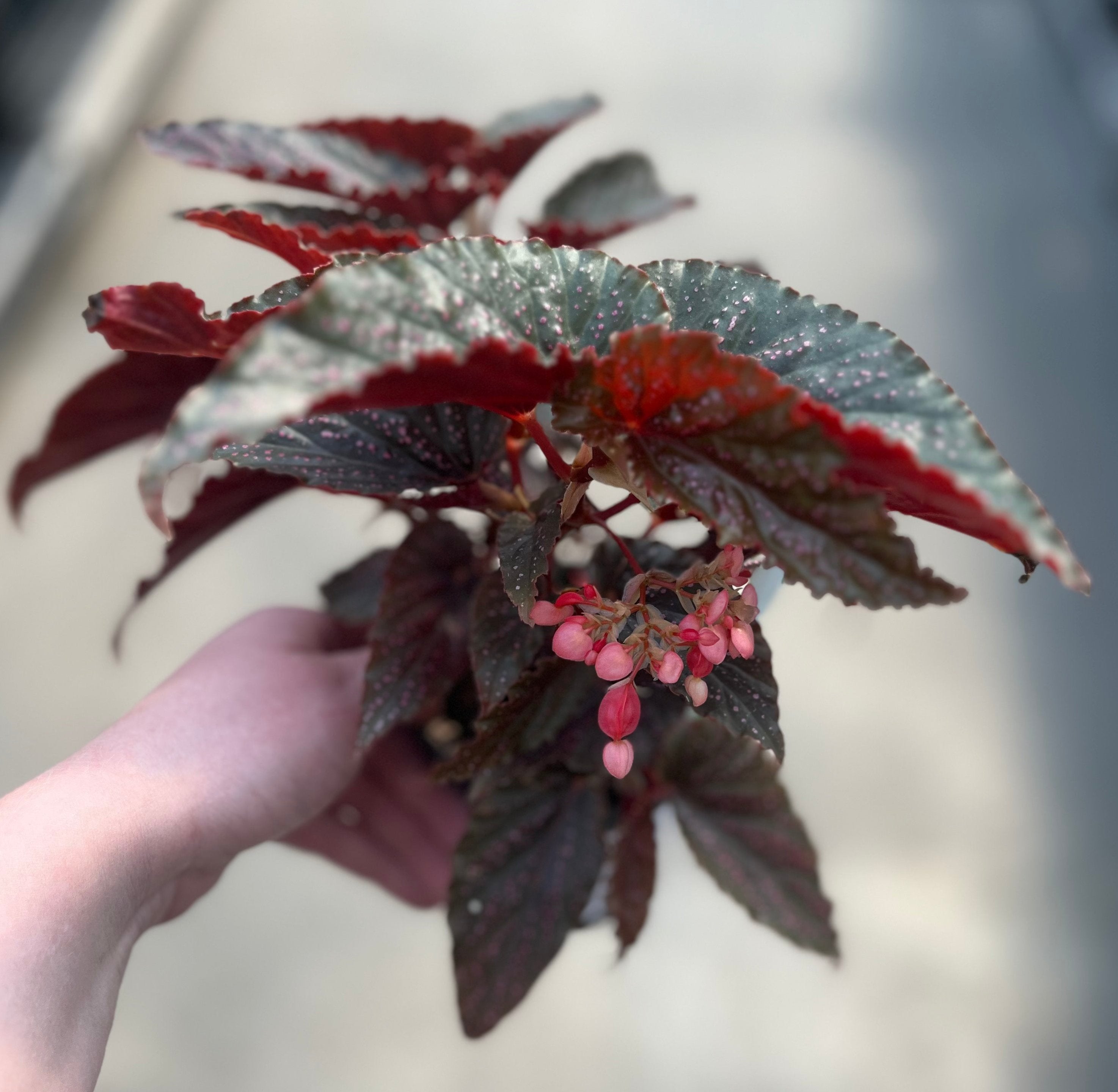 Begonia, Pink Spot