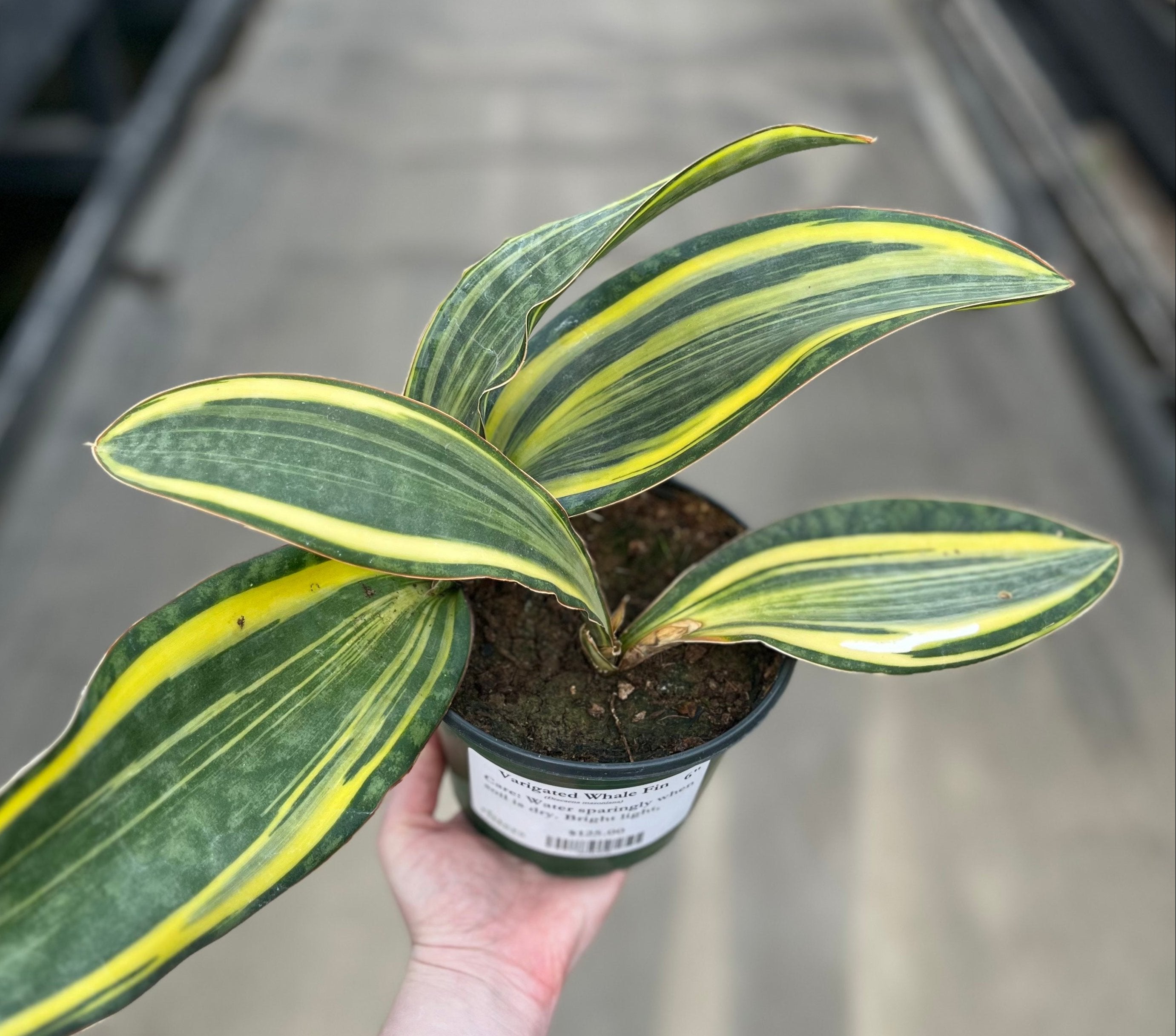 Snake Plant, Variegated Whale Fin