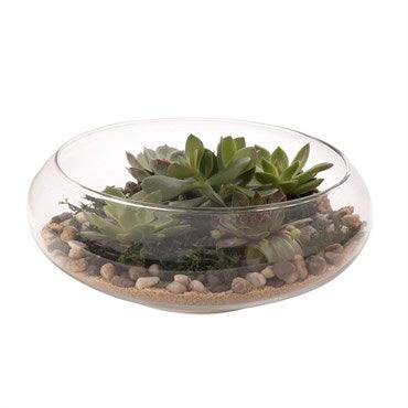 Tabletop Terrarium — Ritters Garden and Gift