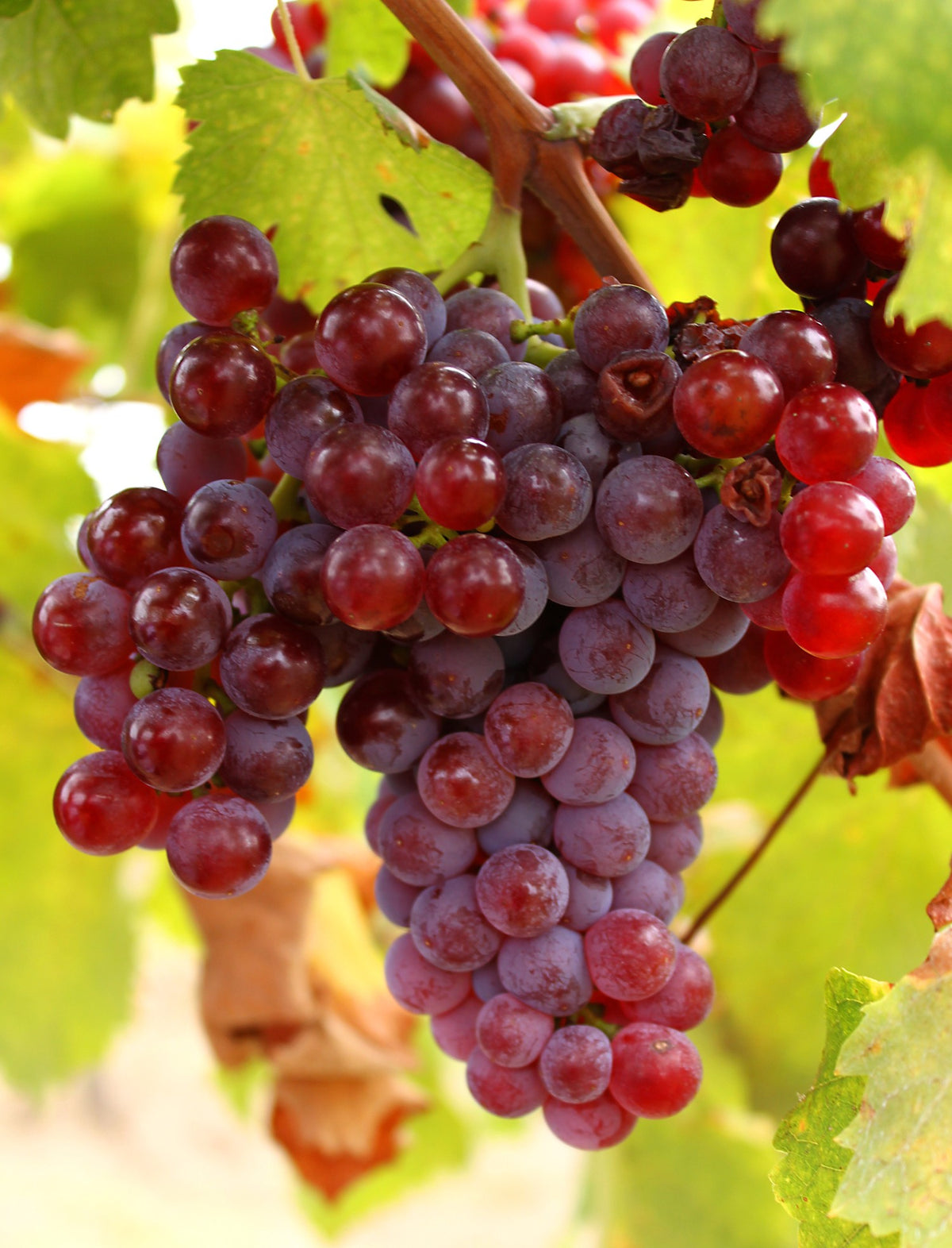 Grape, Suffolk Red — Ritters Garden and Gift